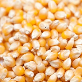 Yellow Corn_Maize for human consumption or animal feed